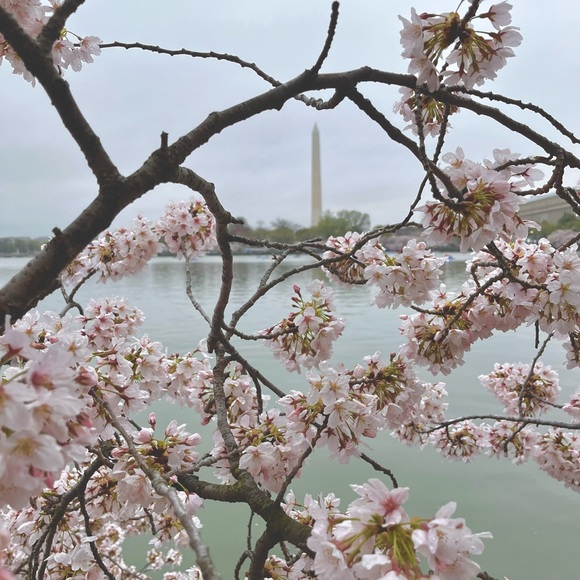 Meet Your Posher - Picture 1 of 1